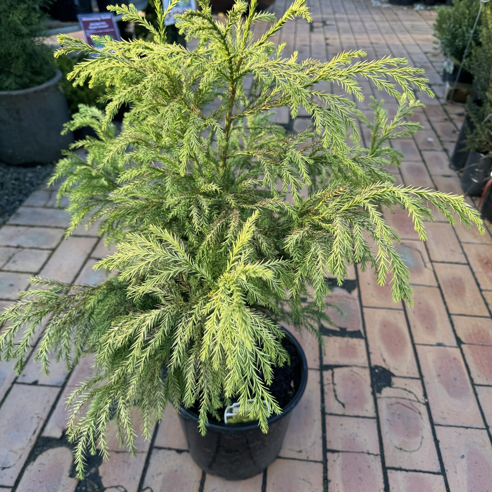 Cryptomeria Japonica Sekkan Sugi Lushingtons