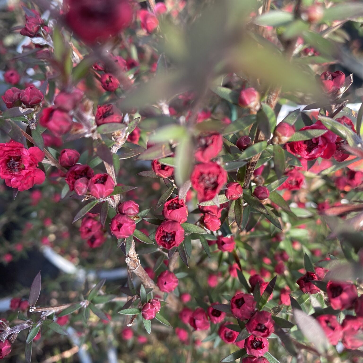 Leptospermum Scoparium Wiri Joan Manuka L Lushingtons