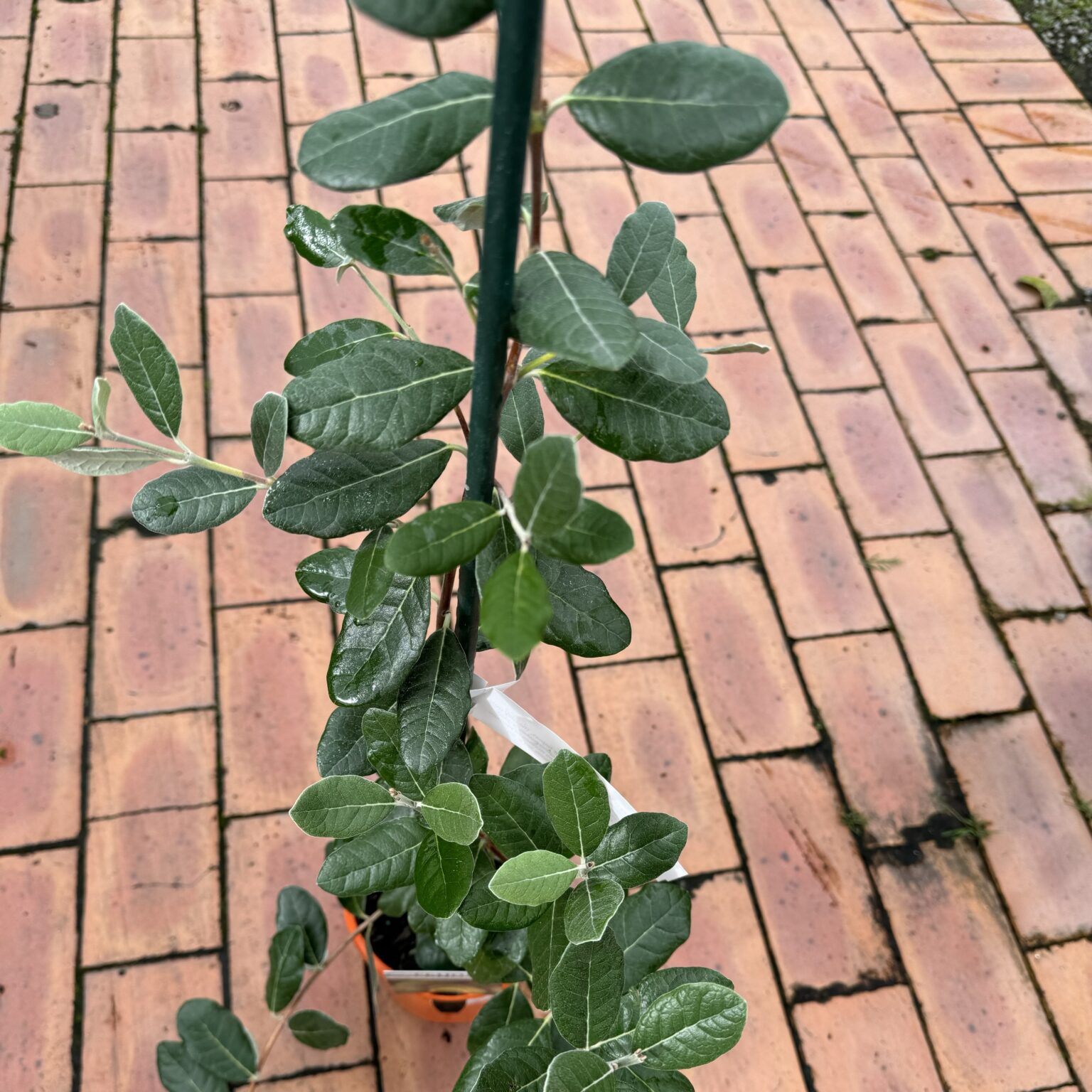 Feijoa Unique L Lushingtons