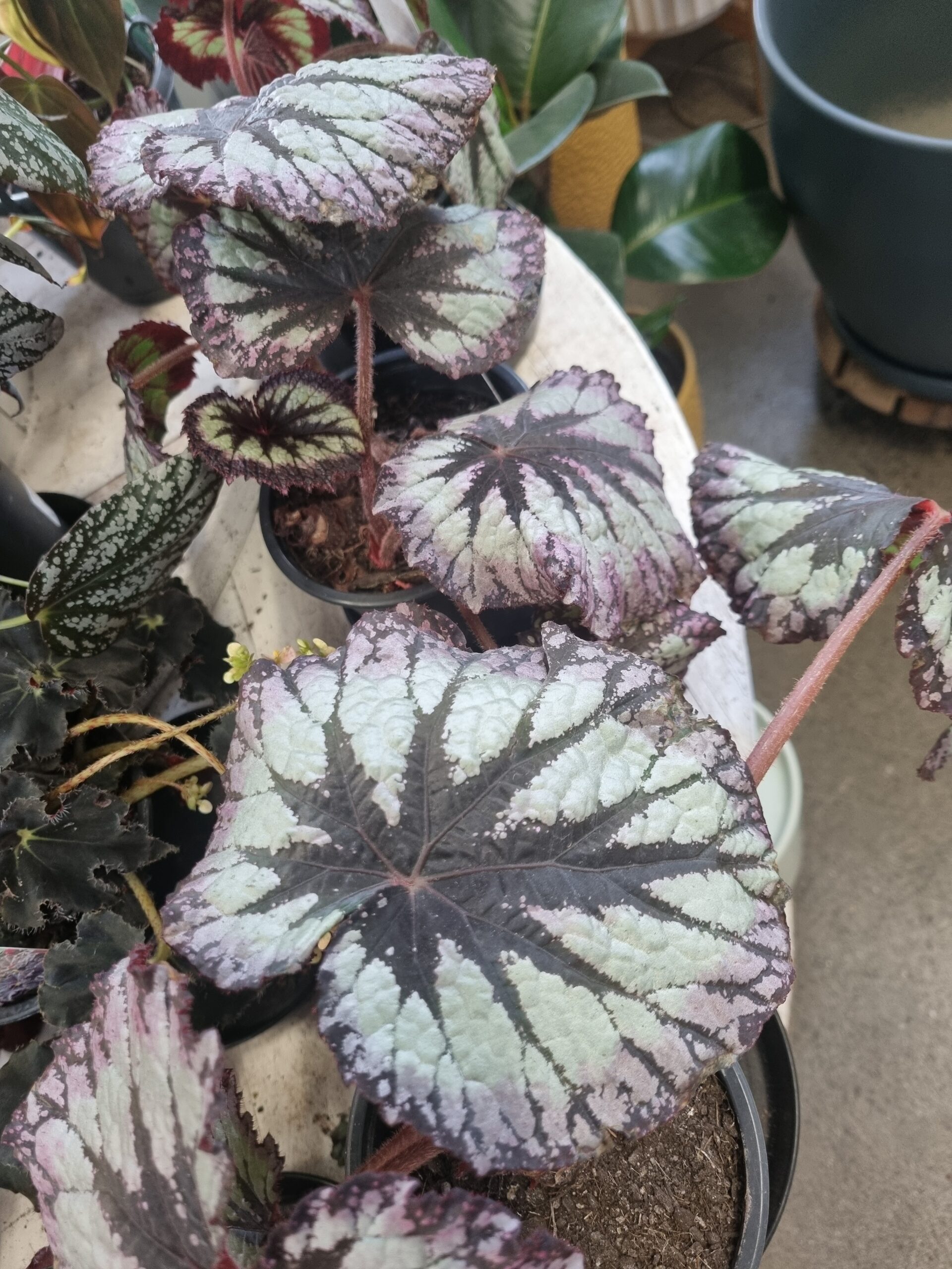 Begonia Fireworks - Lushingtons