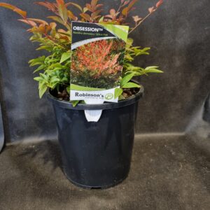 Nandina domestica 'Obsession'