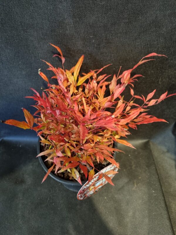 Nandina 'Little Flick'- 2L