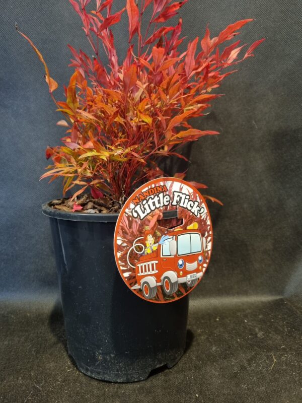 Nandina 'Little Flick'- 2L - Image 2