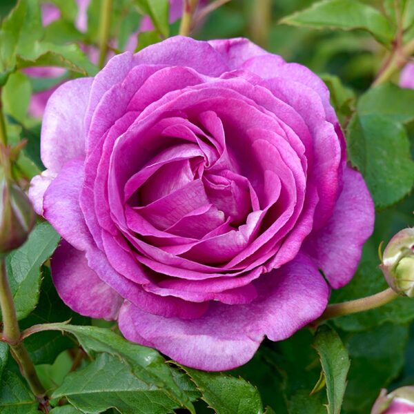 Rose 'Adorable' 6L