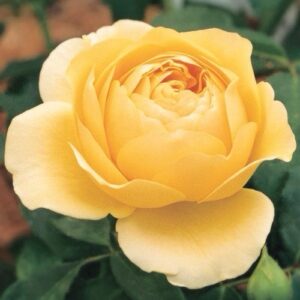 Rose 'Graham Thomas'