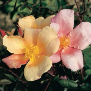 Rose 'Mutabilis'