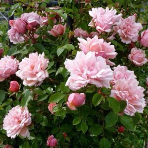 Rose 'Albertine' Climber