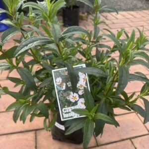 Cistus 'Lusitanicus' PB8