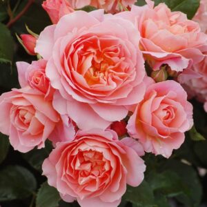 Rose Mini My Mum 450mm std
