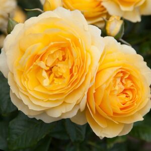 Rose My Dad 450mm STD