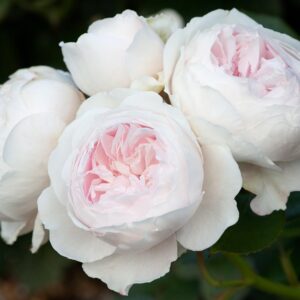 Rose 'Earth Angel' 800mm STD