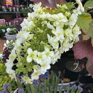 Hydrangea 'Snowflake'- 2L