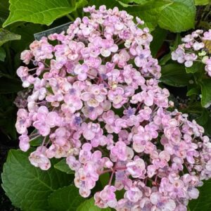 Hydrangea 'Ayesha' 2L