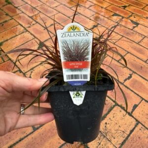 Grasses Uncinia Red 10cm Pot