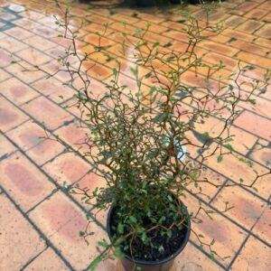 Sophora 'prostrata' dwarf kowhai) 2L