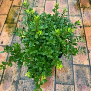 Ilex Cornuta 'Chinese Holly Burfordii' 2L