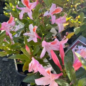 Deciduous occidentalis 'Delicatissima'  4L