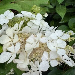 Hydrangea 'Kyushu' 2L