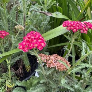 Achillea millefolium 'Red Velvet' Yarrow)
