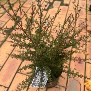 Leptospermum nanum 'Tui' Manuka 3.3L