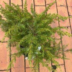Juniperus 'Depressed Star'