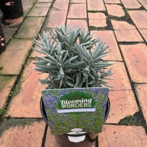 Lavender 'Blue Mountain' 0.5L