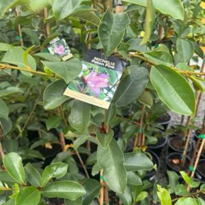 Michelia 'Paton Pink' 3.3L