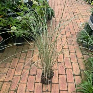 Miscanthus 'Morning Light' 2L