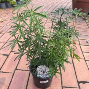 Choisya x dewitteana 'White Dazzler' Fine-leaved Mexican Orange Blossom 2L  PVR)