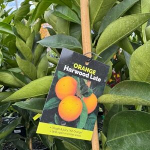 Citrus Orange 'Harwood Late' Dwarf 4.7L