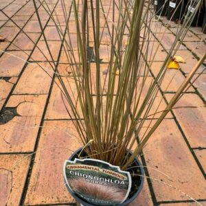 Anemanthele lessoniana. 'Wind Grass' / Gossamer Grass 2L