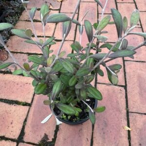 Corokia Frosted Chocolate 1.5L