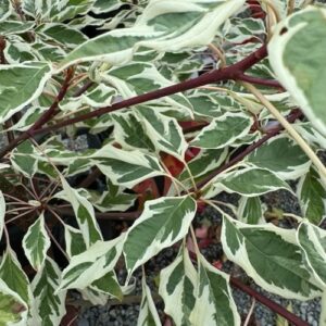 Cornus controversa Giant Dogwood; Wedding Cake Tree 25L