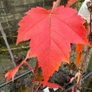 Acer rubrum 'Jeffersred' Red Maple 9L