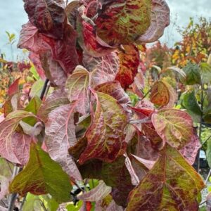Cornus florida 'Stokes Pink'  Dogwood pb28