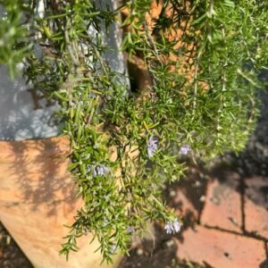 Rosemary Prostratus 2L