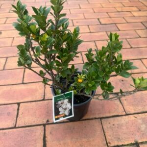 Gardenia 'Fragrant Star'