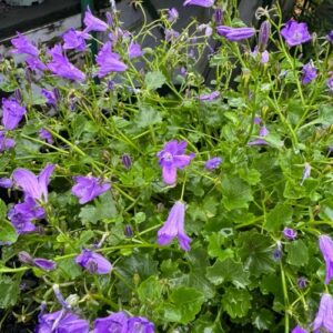 Campanula Resholts 1.5L