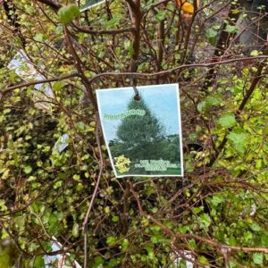 Plagianthus 'regius' 4L