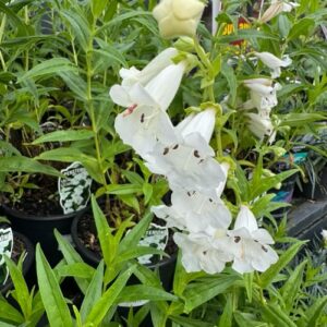 Penstemon 'Snow Storm' 1.4L