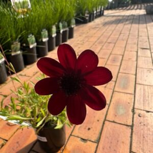 Cosmos 'Choco Mocha' 1.5L
