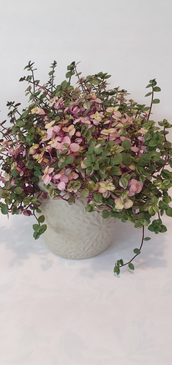 Callisia 'Sweet Bubbles' 12cm