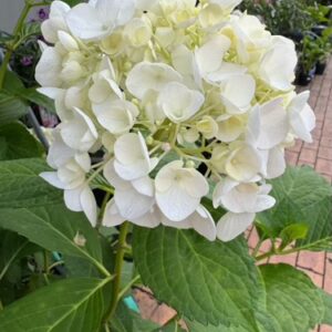 Hydrangea 'Agnes Pavelli' 2L