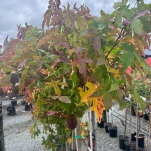 Liquidambar Gumball 1.2m standard 8L