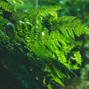 Ferns