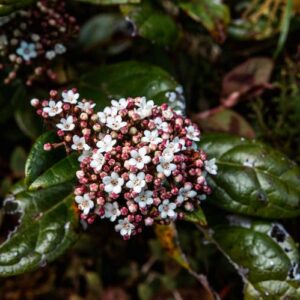 Deciduous & Evergreen Shrubs