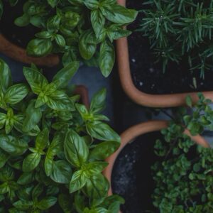 Herbs