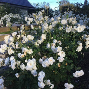 Standard Roses