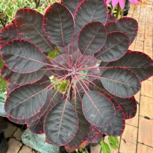 Cotinus coggygria 'Purpureus'