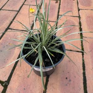Ophiopogon 'Silver Mist' 0.5L